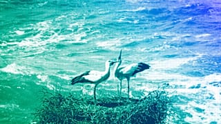 Two storks sit in their nest in the cliffs high above the Atlantic Ocean in Cabo Sardao, March 2024