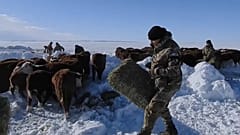In Argentinien verteilt die Armee Tierfutter nach Schneestürmen in Patagonien
