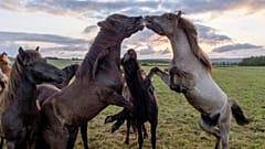 Caballos islandeses juegan en un prado de Wehrheim, cerca de Fráncfort (Alemania), mientras sale el sol el martes 28 de mayo de 2024.