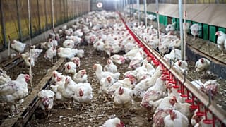 Bird flu