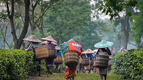 Tea harvesters in Marioni in upper Assam, India.