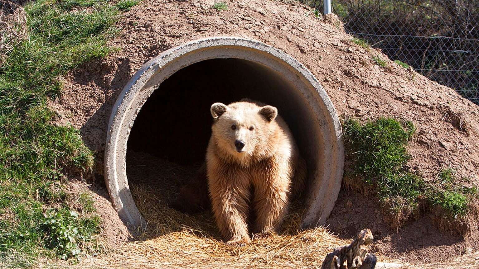 Um urso castanho no Santuário dos Ursos, na aldeia de Mramor, no Kosovo, no domingo, 23 de março de 2014.