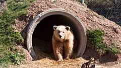 Um urso castanho no Santuário dos Ursos, na aldeia de Mramor, no Kosovo, no domingo, 23 de março de 2014.