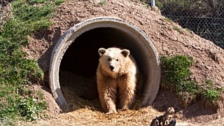 Um urso castanho no Santuário dos Ursos, na aldeia de Mramor, no Kosovo, no domingo, 23 de março de 2014.