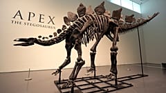 A stegosaurus skeleton is displayed at Sotheby's New York in New York, Wednesday, 10 July 2024. 
