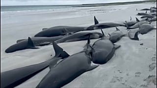 Dutzende Langflossen-Grindwale sind auf der schottischen Insel Sanday gestrandet.