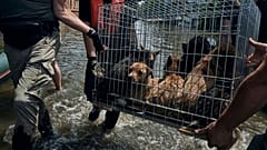 Animales en un refugio