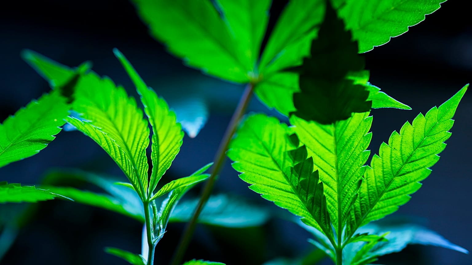 Cannabis clones are displayed for customers at Home Grown Apothecary, April 19, 2024, in Portland, Ore. 