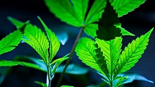 Cannabis clones are displayed for customers at Home Grown Apothecary, April 19, 2024, in Portland, Ore. 