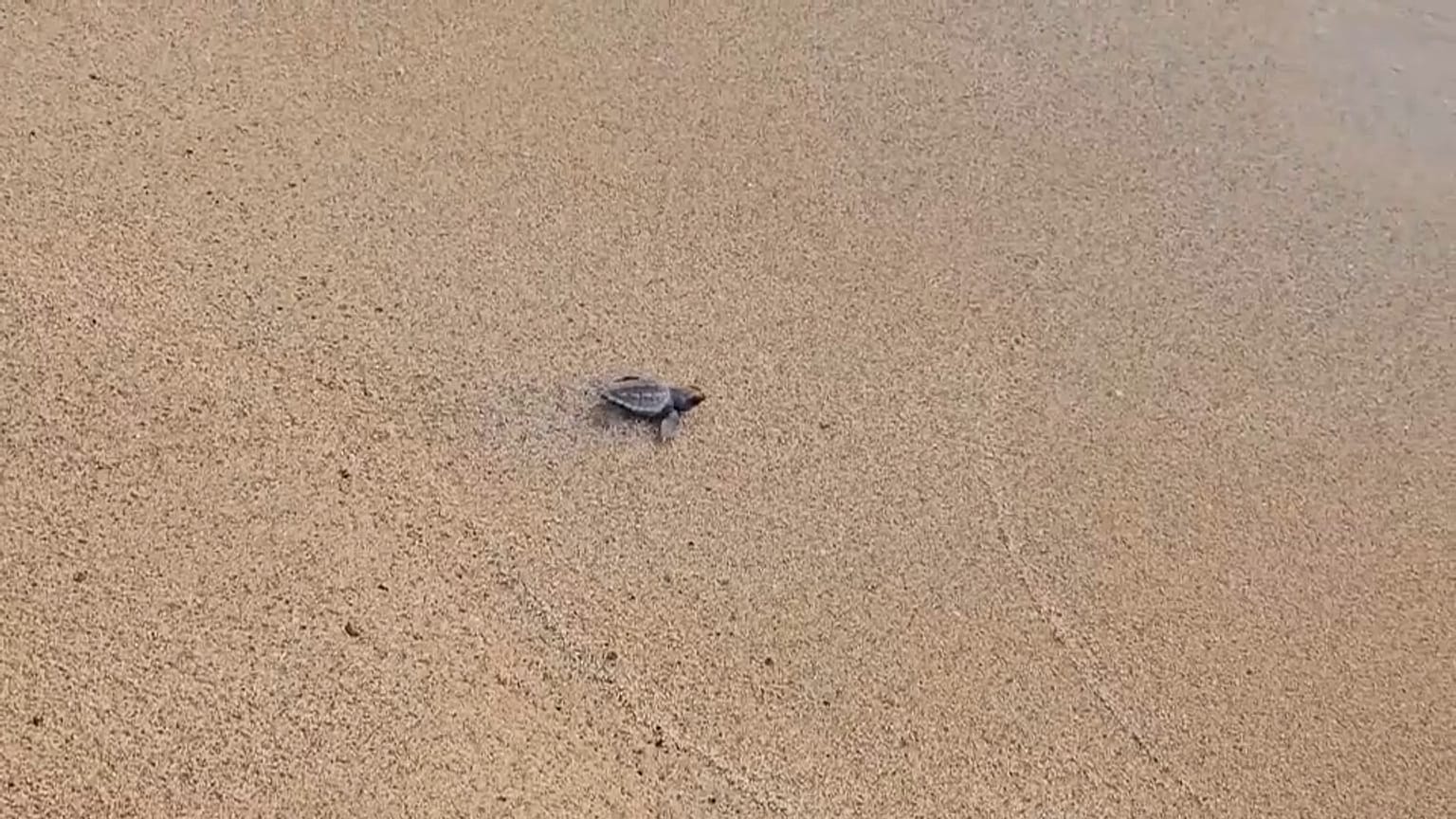 Liban: des bébés tortues rejoignent la mer