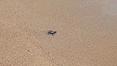 Die kleinen Unechten Karettschildkröten spazierten tapfer ins Meer, um dort ein selbstständiges Leben anzufangen.