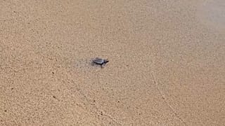 Liban: des bébés tortues rejoignent la mer