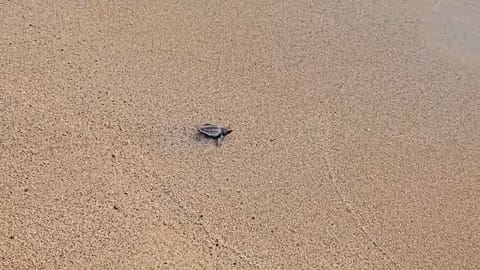 Liban: des bébés tortues rejoignent la mer