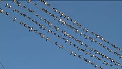 Les oiseaux se rassemblent entre six et huit heures du matin, puis se dispersent