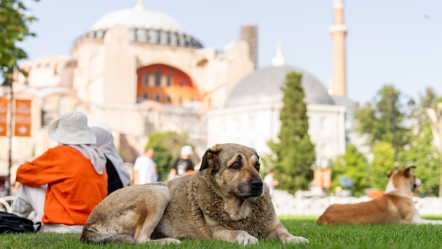 Un cane randagio davanti alla moschea Hagia Sophia di Istanbul 