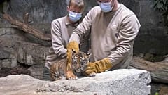 Tigerbaby wird geimpft.