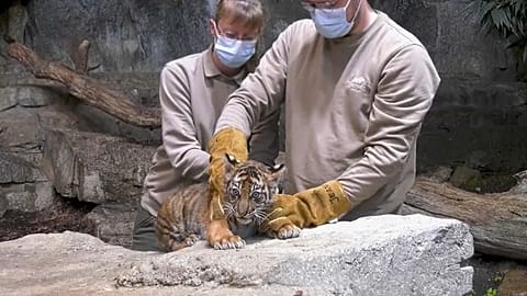 Tigerbaby wird geimpft.