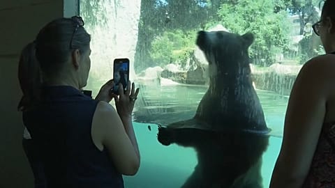 Un ours se baigne dans un zoo de Rome. 