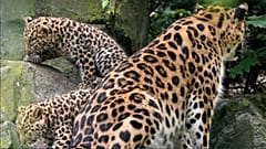 گونه‌هایی از گربه‌سانان و پلنگ‌مانندگان بزرگ