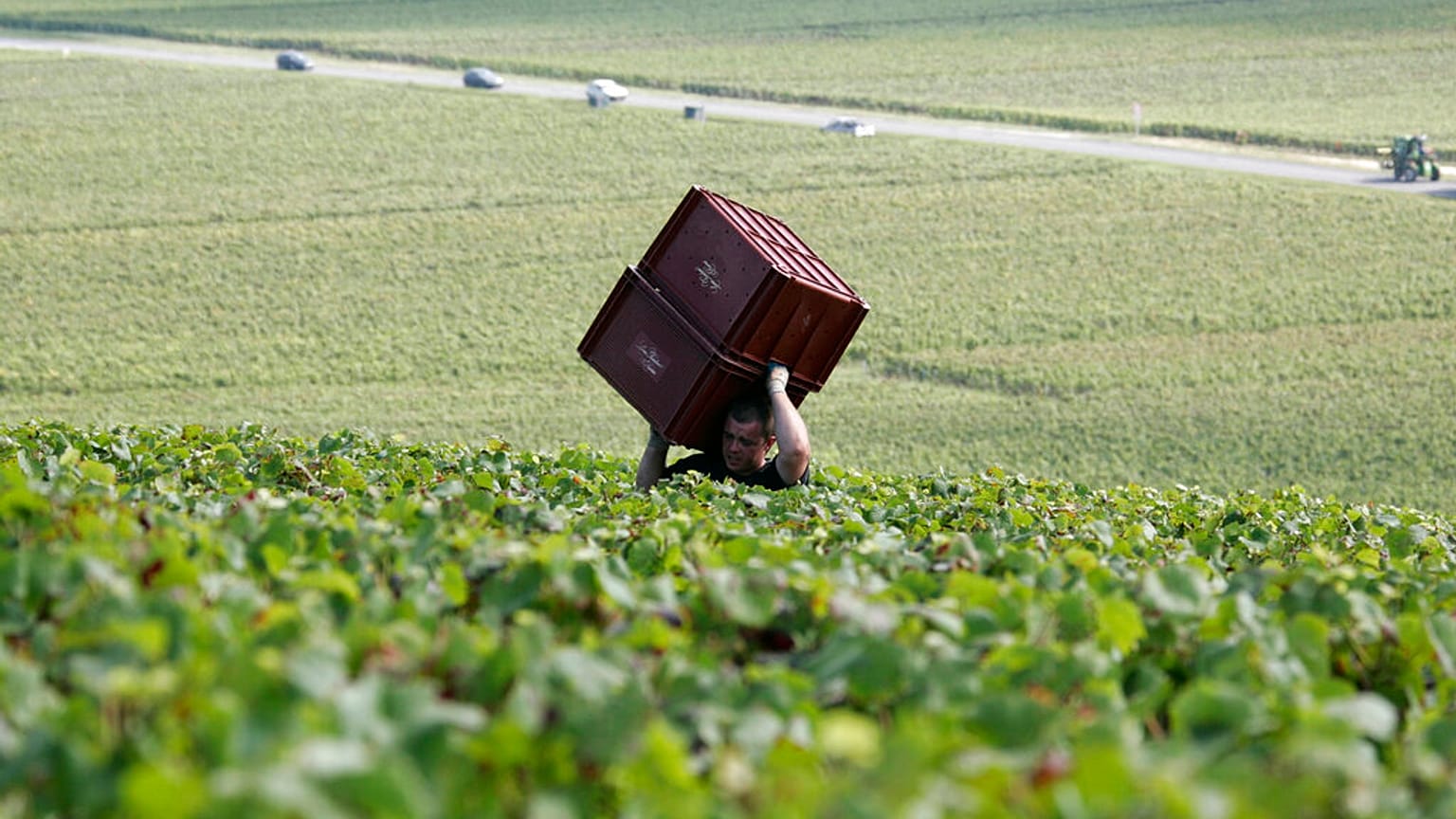 Vigneto per champagne