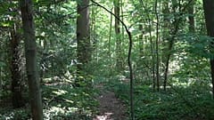 In Berlin gibt es viele Parkanlagen, wo man sich wie im Wald fühlt und die Natur genießen kann.