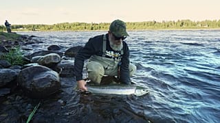 Le Nord de la Suède parvient à préserver sa population de saumons