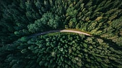 Climate change makes forests more vulnerable to invasive species, with insects, pests and disease pathogens threatening tree growth and survival. 
