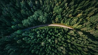Climate change makes forests more vulnerable to invasive species, with insects, pests and disease pathogens threatening tree growth and survival. 