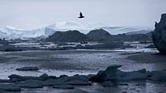 Arctic