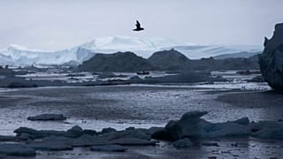 Arctic