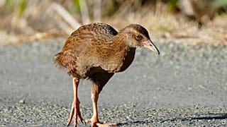 Weka Új-Zélandon