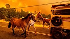 Cavalos são evacuados enquanto o incêndio de Park Fire atravessa a comunidade de Cohasset, no condado de Butte, Califórnia, na quinta-feira, 25 de julho de 2024.
