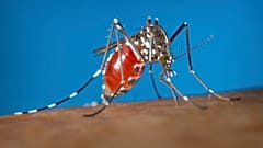 Mosquito que puede portar enfermedades como el dengue