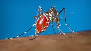 Mosquito que puede portar enfermedades como el dengue