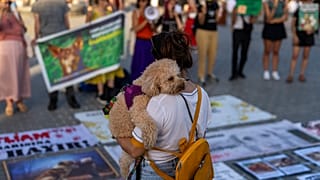 AK Parti'nin sokakta yaşayan köpeklerin 'uyutulmasını' içeren yasa teklifi başta hayvan hakları savunucuları olmak üzere toplumun geniş kesiminden tepki gördü.
