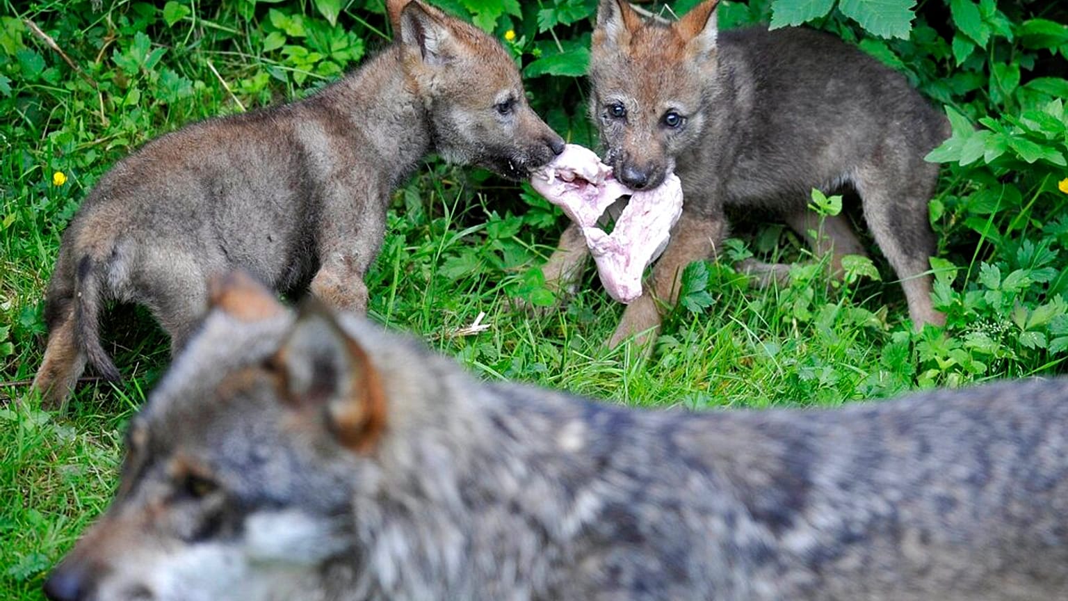 Cachorros de lobo en Vallorbe, Suiza, en 2009. Las poblaciones han crecido en muchas partes de Europa en los últimos años.