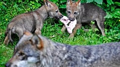 Wolfsjunge in Vallorbe, Schweiz, 2009. Die Populationen in vielen Teilen Europas sind in den letzten Jahren gewachsen.