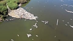 Le manque d'oxygène dans l'environnement causé par les algues Valonia, ou encore des substances chimiques rejetées dans l'eau pourraient expliquer le phénomène. 