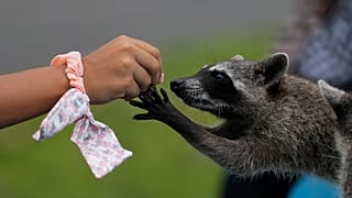 A woman feeds a wild raccoon in Panama City, Friday, April 26, 2024. 