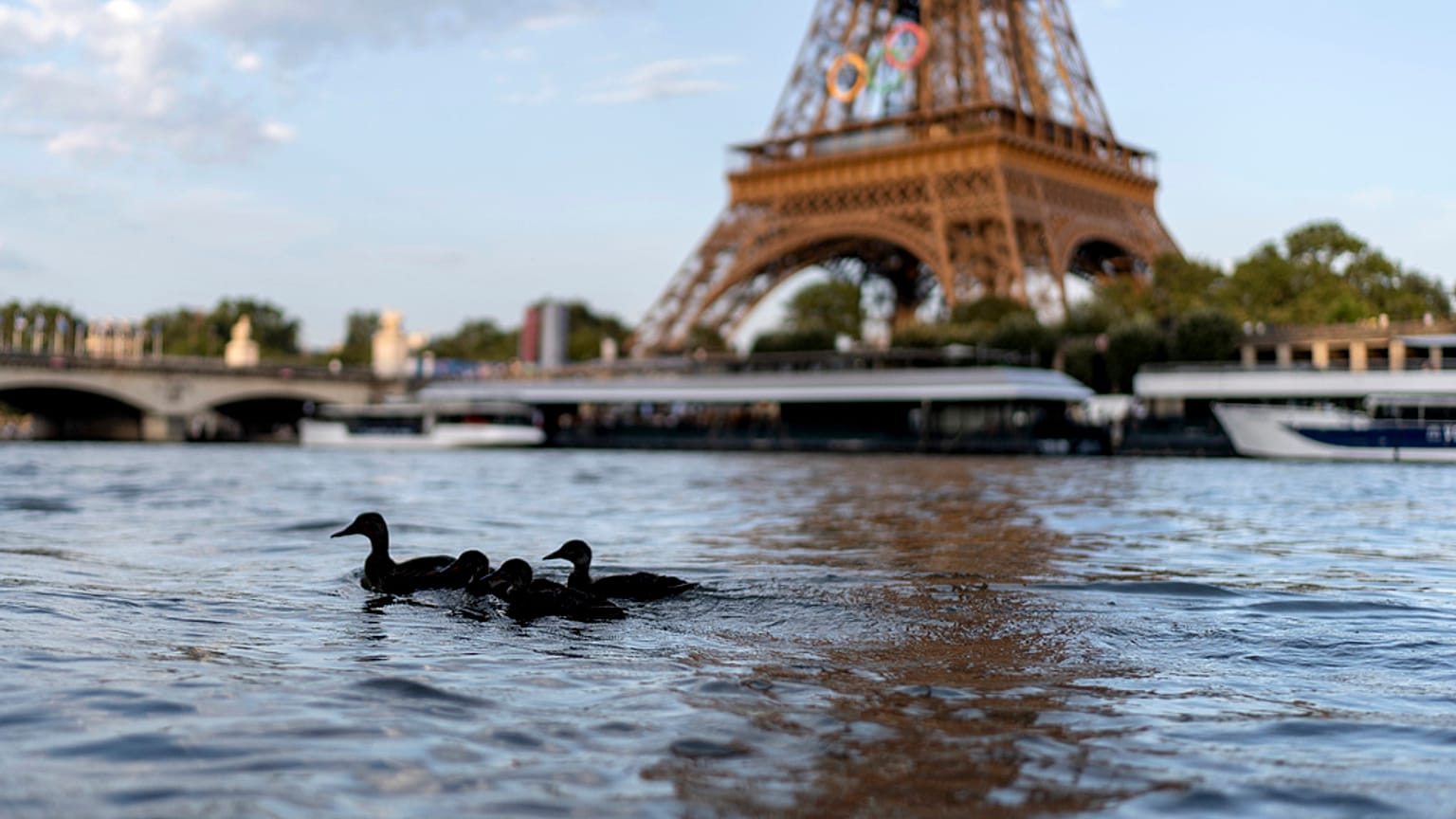 Ducks swim along the Seine River in front of the Eiffel Tower during the 2024 Summer Olympics on Monday
