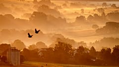 Birds fly over fields in Wehrheim near Frankfurt, Germany, as the sun rises on Monday, July 29, 2024. 