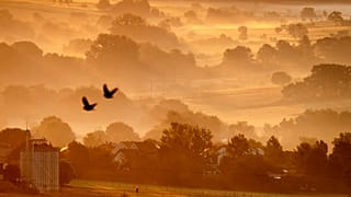 Birds fly over fields in Wehrheim near Frankfurt, Germany, as the sun rises on Monday, July 29, 2024. 