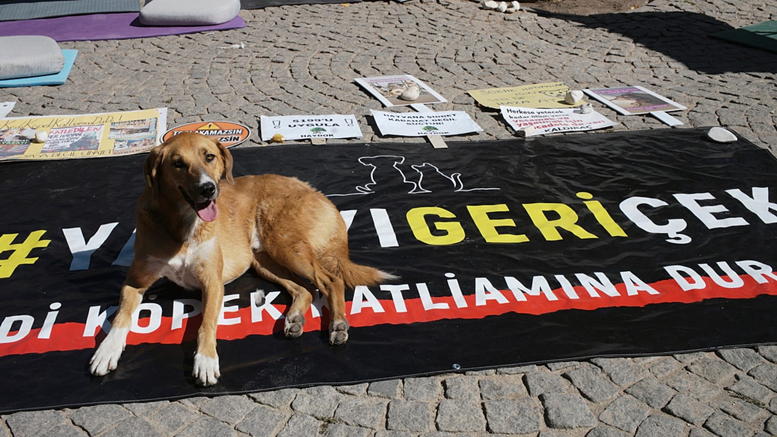 Sokakta yaşayan köpeklerin “uyutulmasını” içeren yasa teklifi başta hayvan hakları savunucuları olmak üzere toplumun geniş kesiminden tepki gördü.