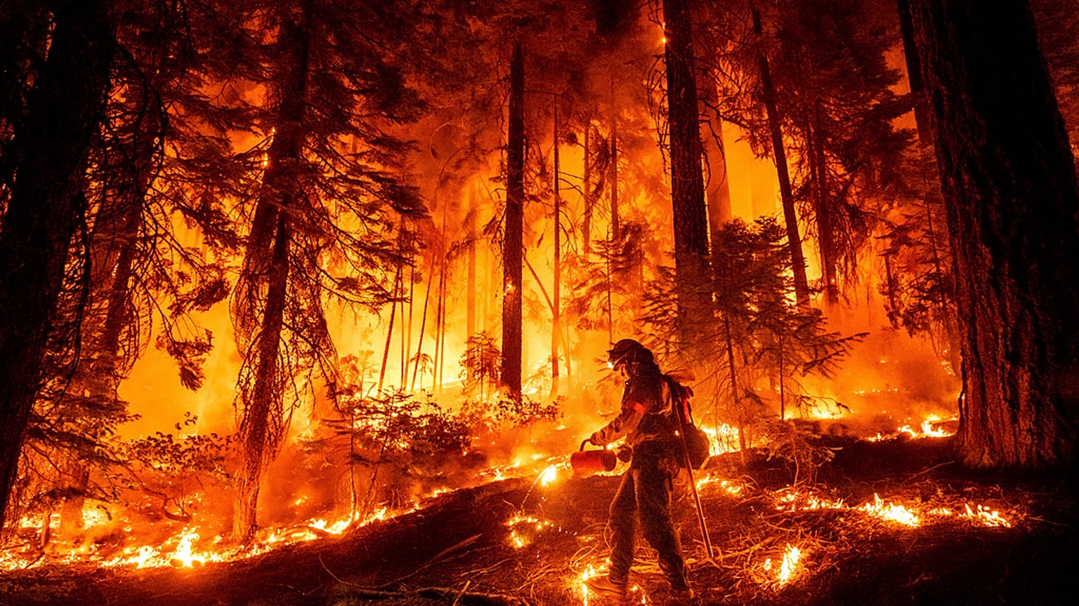 Un pompier utilise une torche pour brûler la végétation en essayant d'arrêter le Park Fire près de Mill Creek dans le comté de Tehama, Californie, le mercredi 7 août 2024. 