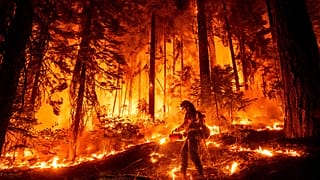 Un pompier utilise une torche pour brûler la végétation en essayant d'arrêter le Park Fire près de Mill Creek dans le comté de Tehama, Californie, le mercredi 7 août 2024. 