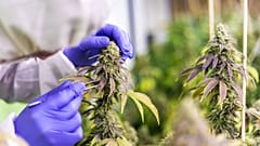marijuana