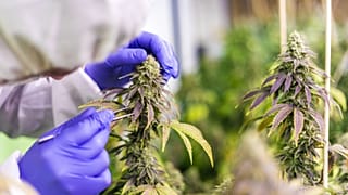 marijuana