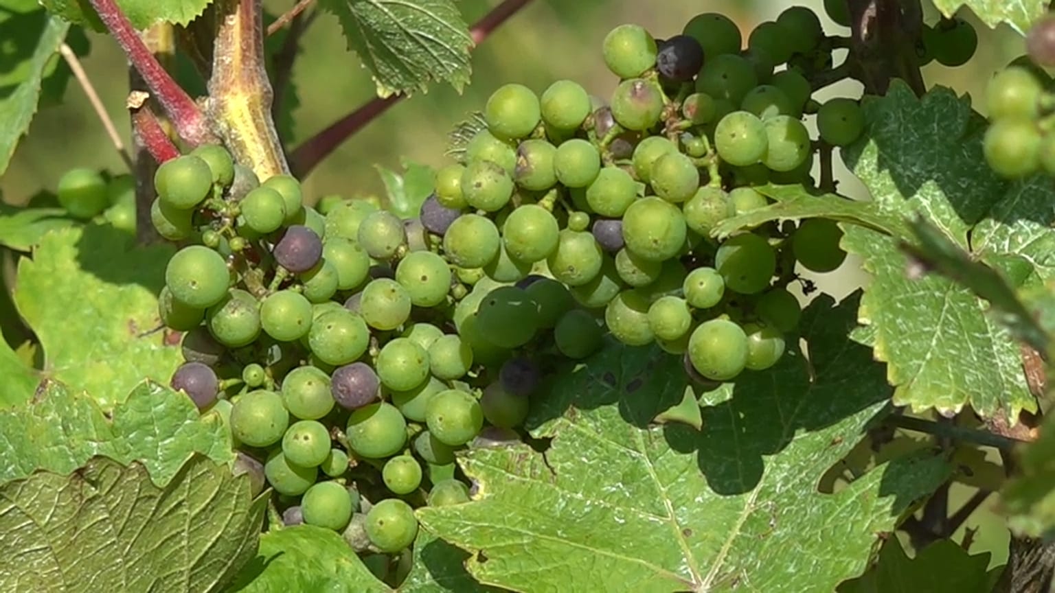 I cambiamenti climatici stanno incidendo fortemente anche sull'agricoltura