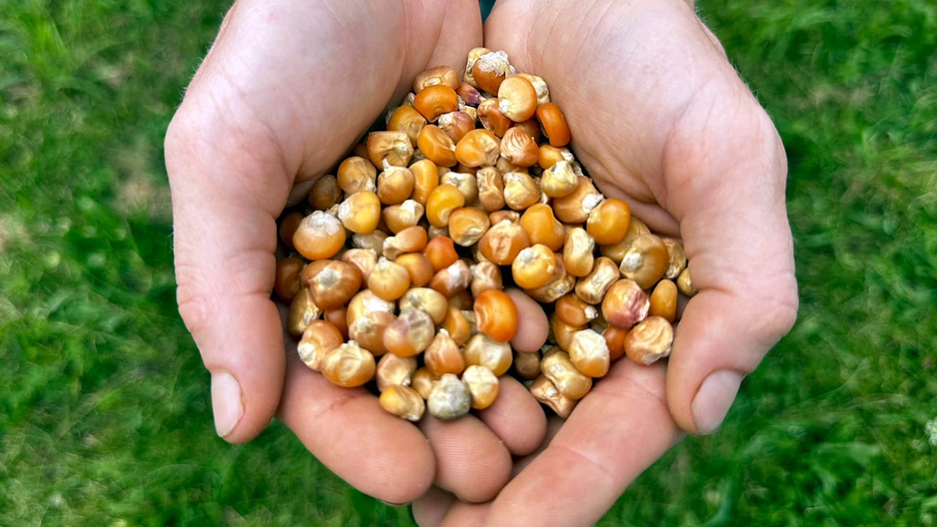 تحمل مؤسسة "بذور الفاكهة بترا بيج مان" واحدة من مئات أصناف البذور التي تقدمها الشركة يوم الخميس 1 أغسطس 2024