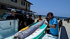 تُظهر هذه الصورة المقدمة من معهد سكريبس لعلوم المحيطات فريقًا من الباحثين والغواصين المهتمين بالعلوم يعملون معًا لاستعادة سمكة مجداف ميتة من خليج لا جولا، كاليفورنيا 